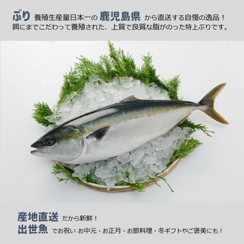 【鹿児島産ぶり冷凍】ぶりカマ3パックセット(2個/パック、約400g/パック)ー鰤ブリブリカマー
