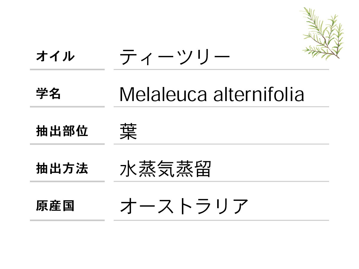 ティーツリーオイル50ml精油アロマオイルティートリーティートゥリーオーストラリア産天然100%エッセンシャルオイル送料無料