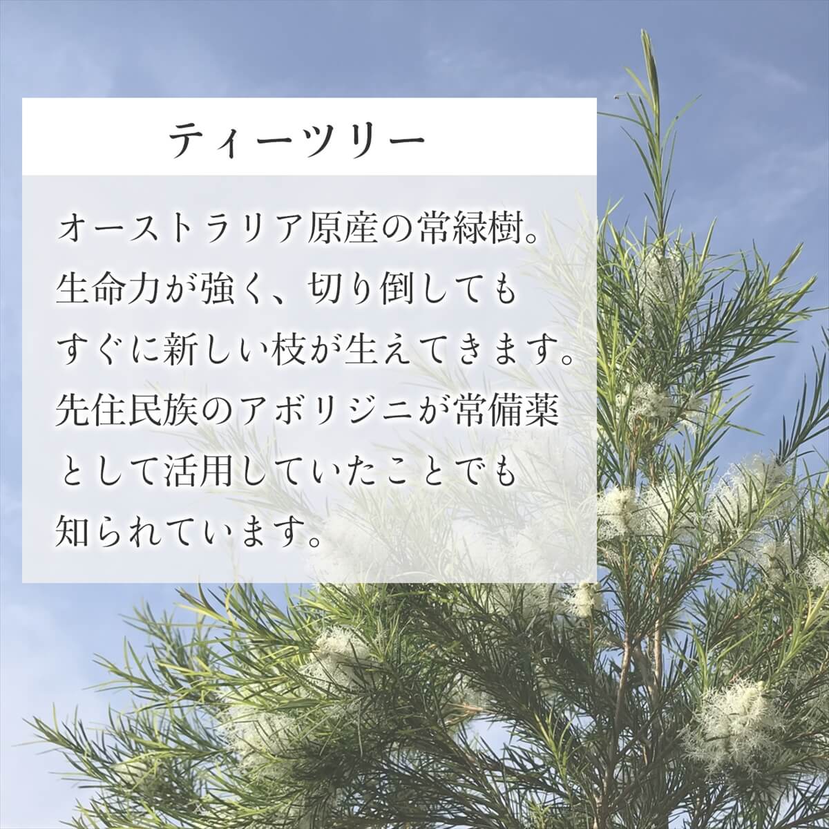 オーストラリア産天然100%ティーツリーオイル30mlアロマオイルティートリーティートゥリー精油