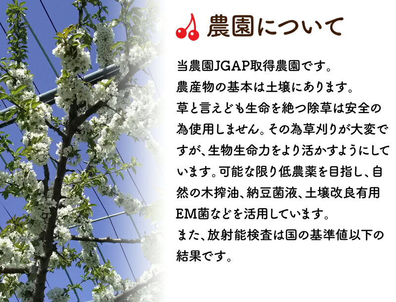 送料無料!さくらんぼ佐藤錦2Lサイズ500gバラ詰めご家庭用贈答品ギフト贈り物露地物福島県伊達市産産地直送