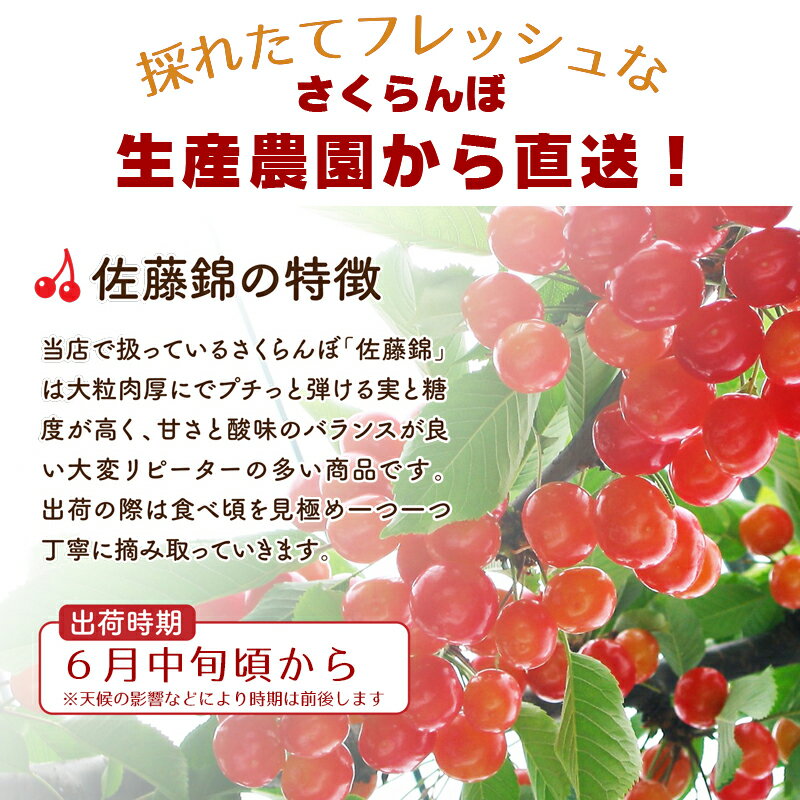 送料無料!さくらんぼ佐藤錦2Lサイズ500gバラ詰めご家庭用贈答品ギフト贈り物露地物福島県伊達市産産地直送