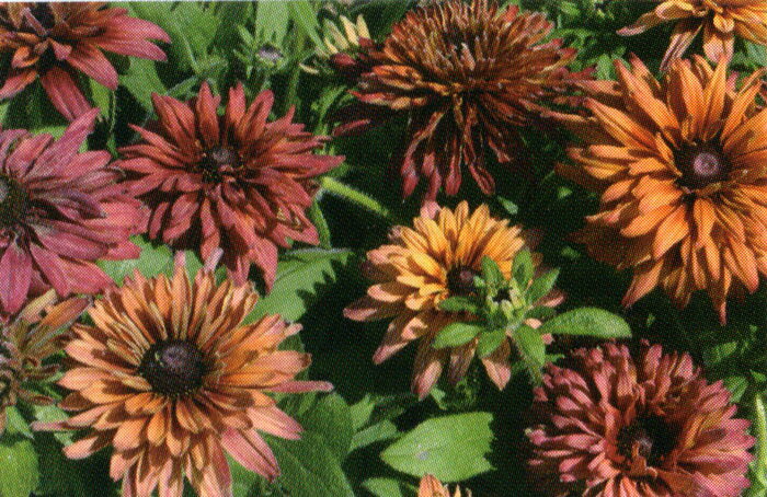 【当店農場生産】ルドベキアサハラ9センチポット苗☆耐寒性宿根草