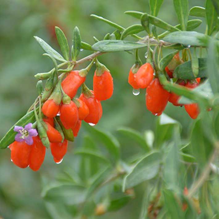 お買い物マラソン30%OFFクーポンクコの実150gNHKあさイチ秋の薬膳梨の薬膳デザートオーガニック日本国内生産加工くこの実ゴジベリー枸杞の実枸杞子くこ薬膳食材無農薬無添加無着色無化学肥料大粒寧夏産精力滋陰視力クコ酒漢方