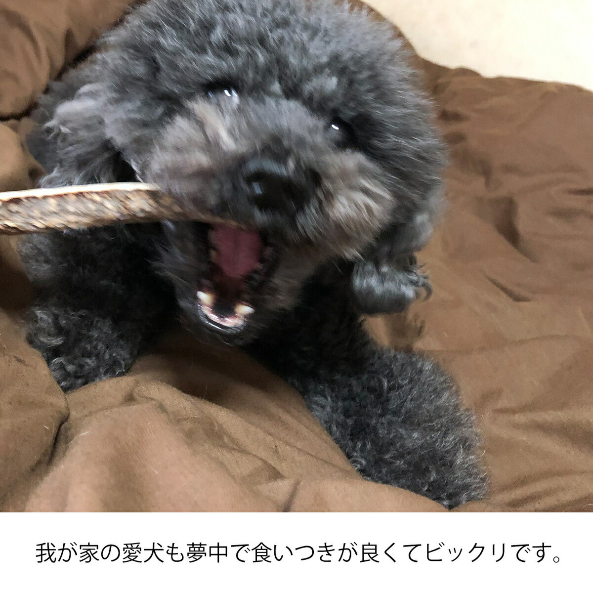 【15cm中型犬】鹿の角犬おもちゃ無添加おやつエゾジカ国産鹿角ガムデンタルケアmonolife