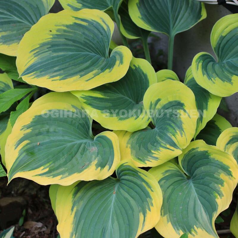 ギボウシ(ホスタ)リバティ