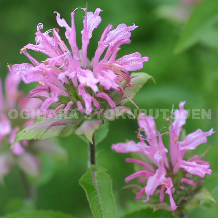 モナルダピンク