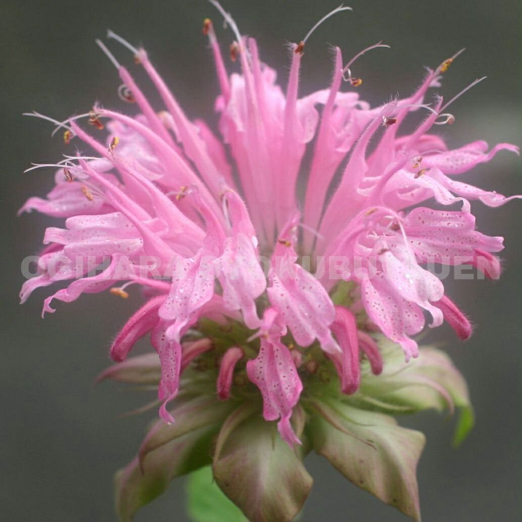 モナルダピンク