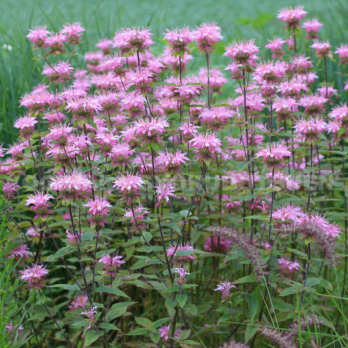 モナルダピンク