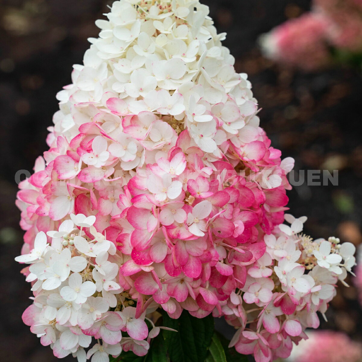 ノリウツギlsquo;ストロベリーブロッサムrsquo;