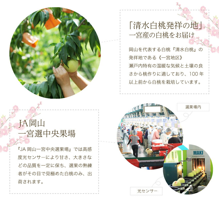 2022ギフト岡山白桃贈答用中玉3玉入り約800gロイヤル秀品桃御中元ギフト御礼プレゼント御礼御祝御供果物くだものフルーツ【岡山果物工房】※品種指定不可