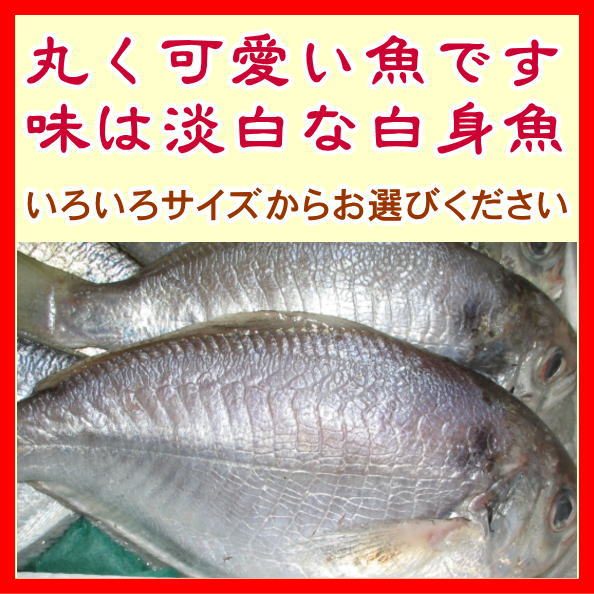 あじとえぼ鯛のセット【あす楽対応_関東】【楽ギフ_のし宛書】