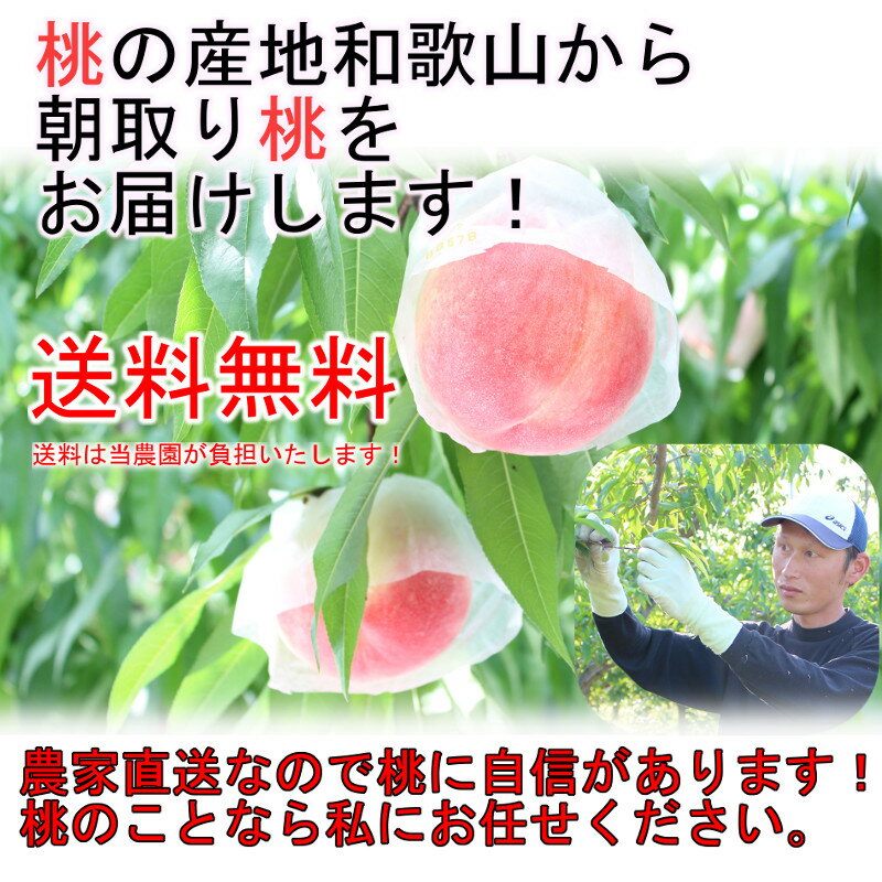 送料無料朝採り直送!和歌山の桃こだわりの美味しい桃秀品2k6玉~7玉品種選べますお中元お盆のお供えに予約販売
