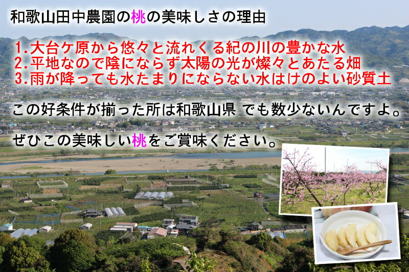 送料無料朝採り直送!和歌山の桃こだわりの美味しい桃秀品2k6玉~7玉品種選べますお中元お盆のお供えに予約販売