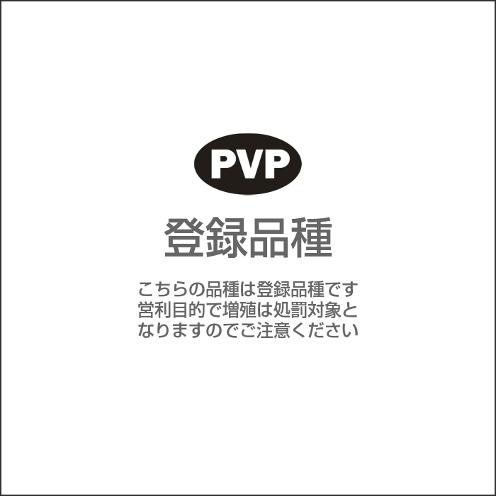 PVP登録品種