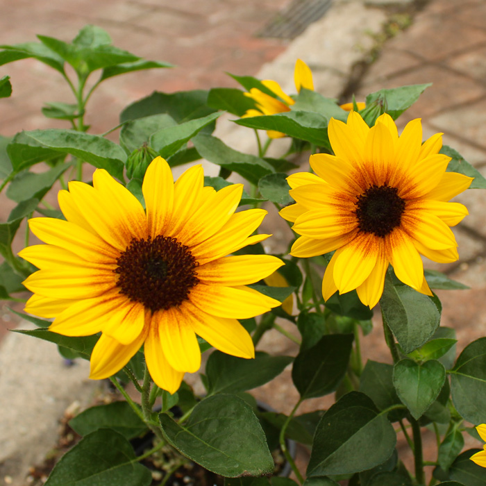 ハルディンヒマワリサンビリーバブル花苗通販