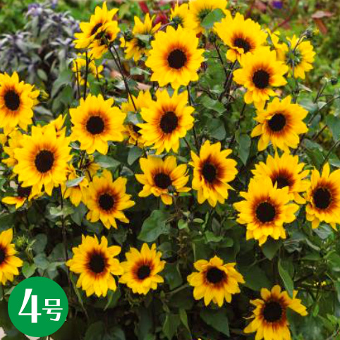 お手軽価格で贈りやすい ミニヒマワリ 向日葵 ハルディン 花苗 矮性 一年草 夏の花 イベント 栽培 鉢植え 無花粉 テレビで紹介の新品種 ひまわり サンビリーバブル ブラウンアイガール 4号 夏苗予約 integrateja.eu 58%以上節約 お手軽価格で贈りやすい ミニヒマワリ 向日葵 ハルディン 花苗 矮性 一年草 夏の花 イベント 栽培 鉢植え 無花粉 テレビで紹介の新品種 ひまわり サンビリーバブル ブラウンアイガール 4号 夏苗予約 integrateja.eu integrateja.eu