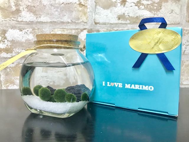 当店限定販売 まりもが手軽に飼育でき お部屋のインテリアにおススメです 水草 まりも瓶太鼓コルク 栄養剤付きセット integrateja.eu 新着 当店限定販売 まりもが手軽に飼育でき お部屋のインテリアにおススメです 水草 まりも瓶太鼓コルク 栄養剤付きセット integrateja.eu integrateja.eu