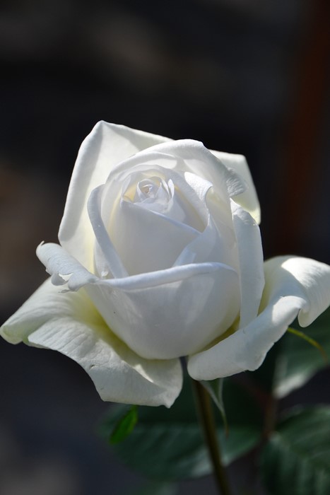 即納【バラ苗】ビブラマリエ!(Ant白)国産苗大苗6号鉢植え品★【アンティークタッチのバラ.大輪.ハイブリッドティー】