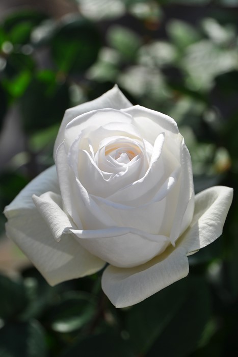 即納【バラ苗】ビブラマリエ!(Ant白)国産苗大苗6号鉢植え品★【アンティークタッチのバラ.大輪.ハイブリッドティー】