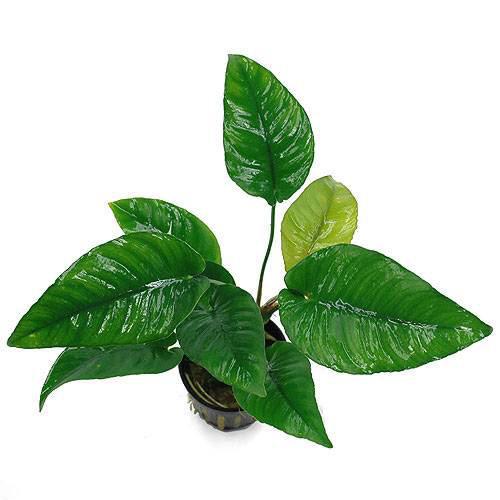 (水草)アヌビアス バルテリー ストライプ(1ポット分) (水草)アヌビアス バルテリー ストライプ(1ポット分)