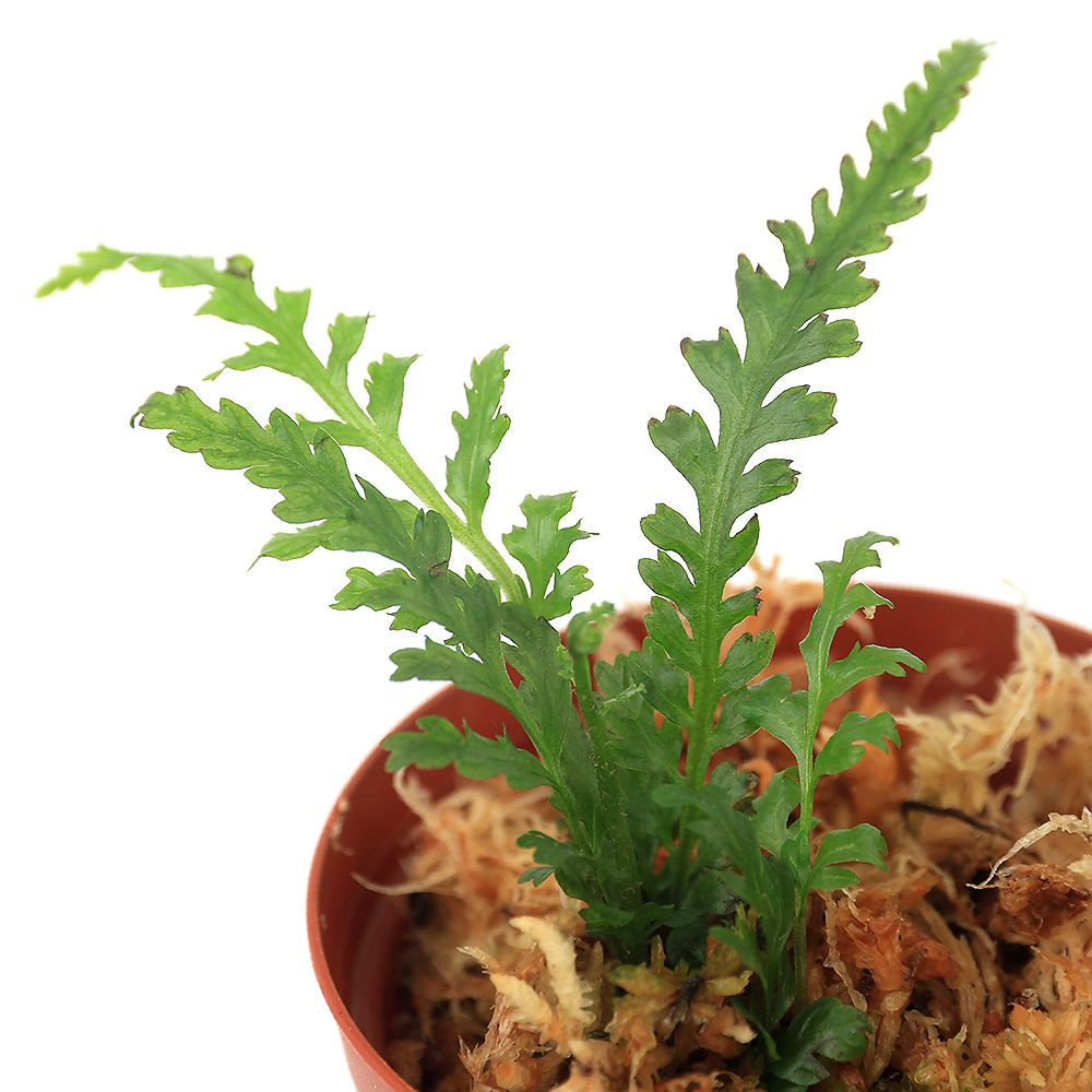 入手困難 テラリウム ボルビティスsp.Kidapanwan Mindanao 1ポット integrateja.eu 予約販売品 入手困難 テラリウム ボルビティスsp.Kidapanwan Mindanao 1ポット integrateja.eu integrateja.eu