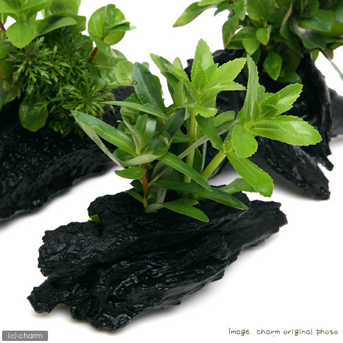 ■流木ザボンサイ(1個)