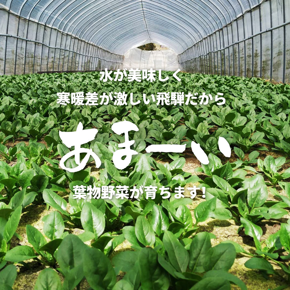 【ふるさと納税】《訳あり》飛騨ほうれん草約1.4kg200gtimes;7袋セット野菜葉物野菜ホウレンソウ産地直送