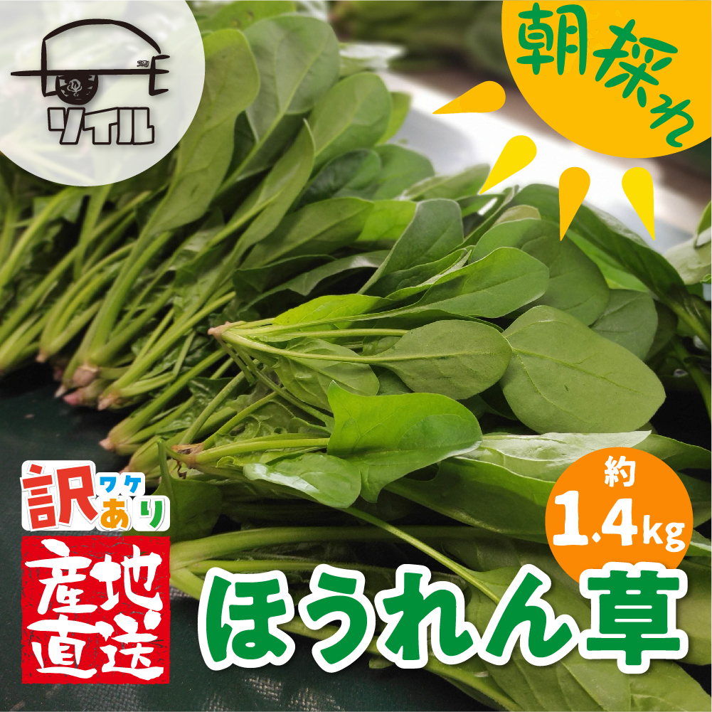 お買い得モデル 美味しい 旬の飛騨ほうれん草 《訳あり》飛騨ほうれん草 約1.4kg 200g×7袋セット 野菜 葉物野菜 ホウレンソウ 産地直送 訳あり 訳アリ わけあり ワケアリ 不揃い Q825 5000円 5千円 integrateja.eu 日本最級 お買い得モデル 美味しい 旬の飛騨ほうれん草 《訳あり》飛騨ほうれん草 約1.4kg 200g×7袋セット 野菜 葉物野菜 ホウレンソウ 産地直送 訳あり 訳アリ わけあり ワケアリ 不揃い Q825 5000円 5千円 integrateja.eu integrateja.eu
