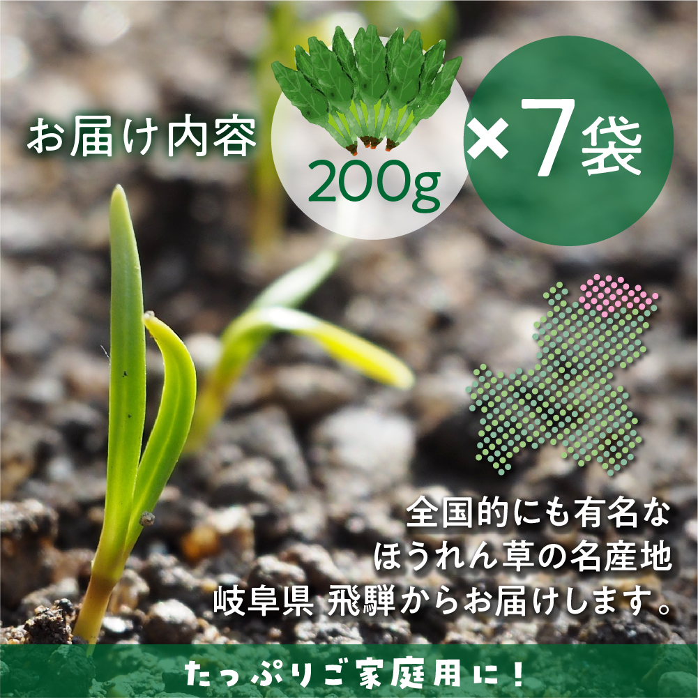 【ふるさと納税】《訳あり》飛騨ほうれん草約1.4kg200gtimes;7袋セット野菜葉物野菜ホウレンソウ産地直送