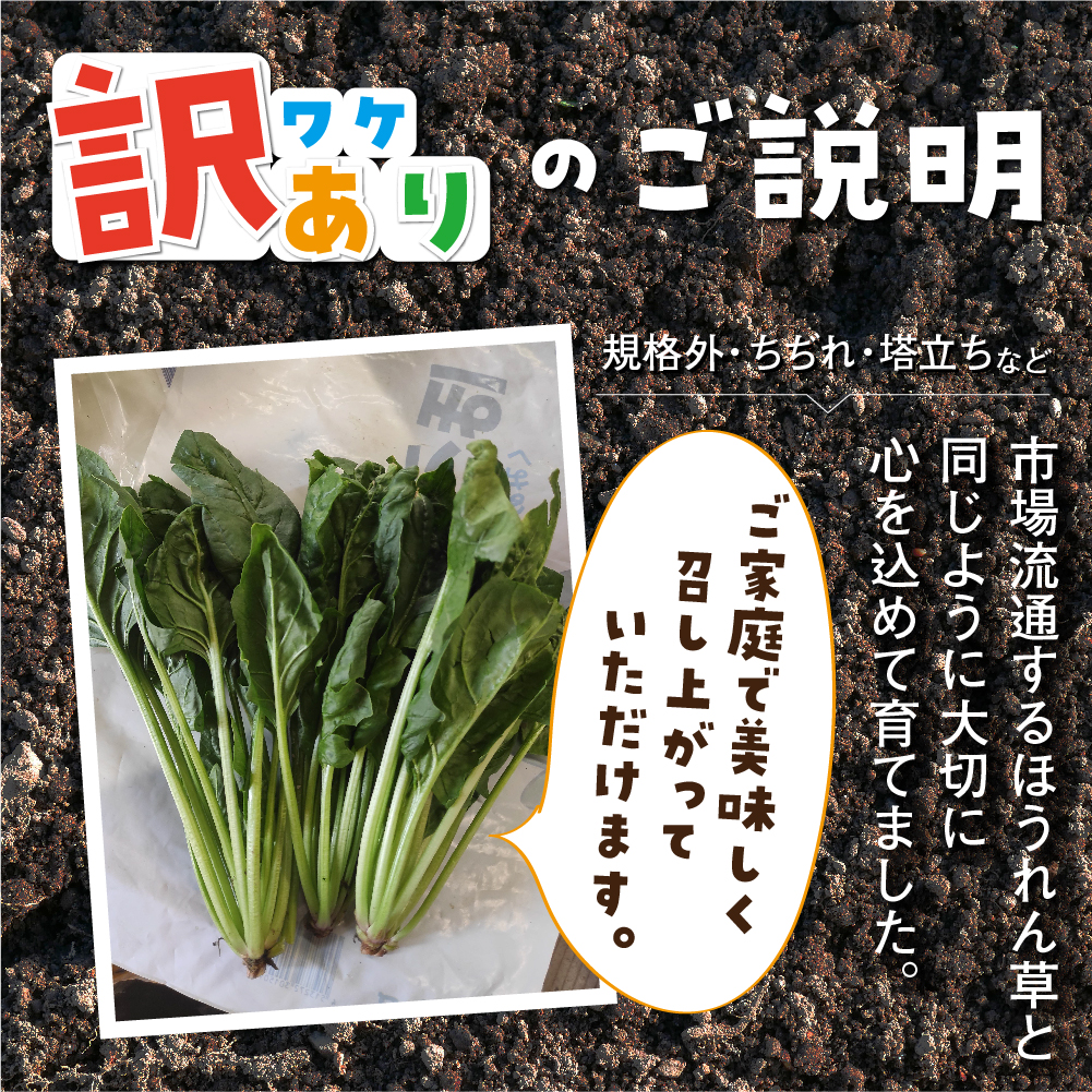 【ふるさと納税】《訳あり》飛騨ほうれん草約1.4kg200gtimes;7袋セット野菜葉物野菜ホウレンソウ産地直送