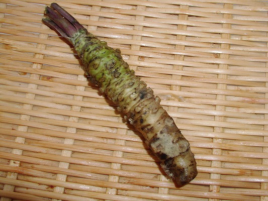 ★新春福袋2021★ 本山葵 わさび ワサビ 豊洲市場より出荷いたします 美味しいお刺身とご一緒にどうぞ integrateja.eu 【SALE/61%OFF】 新春福袋2021 本山葵 わさび ワサビ 豊洲市場より出荷いたします 美味しいお刺身とご一緒にどうぞ integrateja.eu integrateja.eu