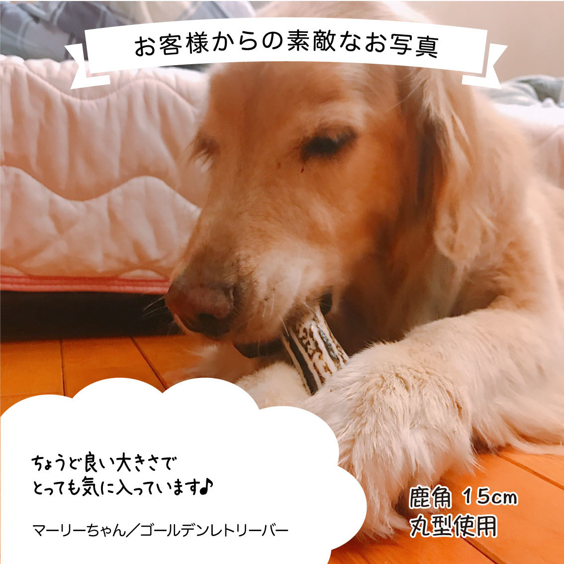 鹿の角犬おもちゃ15cm4つ割り1本鹿角小型犬国産北海道天然エゾ鹿角玩具デンタルケアガム歯磨きエゾシカ愛犬スティック骨ボーン角歯周病健康ペットお試しフード防止しつけ犬用