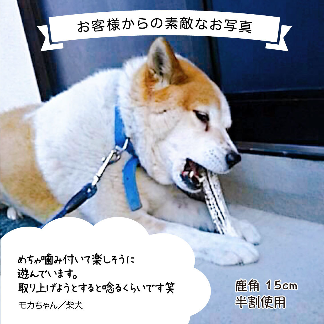 鹿の角犬おもちゃ15cm4つ割り1本鹿角小型犬国産北海道天然エゾ鹿角玩具デンタルケアガム歯磨きエゾシカ愛犬スティック骨ボーン角歯周病健康ペットお試しフード防止しつけ犬用