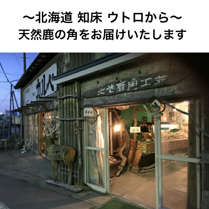 鹿の角犬おもちゃ15cm4つ割り1本鹿角小型犬国産北海道天然エゾ鹿角玩具デンタルケアガム歯磨きエゾシカ愛犬スティック骨ボーン角歯周病健康ペットお試しフード防止しつけ犬用