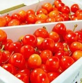 さくらんぼ 佐藤錦 1kg Mサイズ 山形産 ふるさと物産品 さくらんぼ 佐藤錦 1kg Mサイズ 山形産 ふるさと物産品