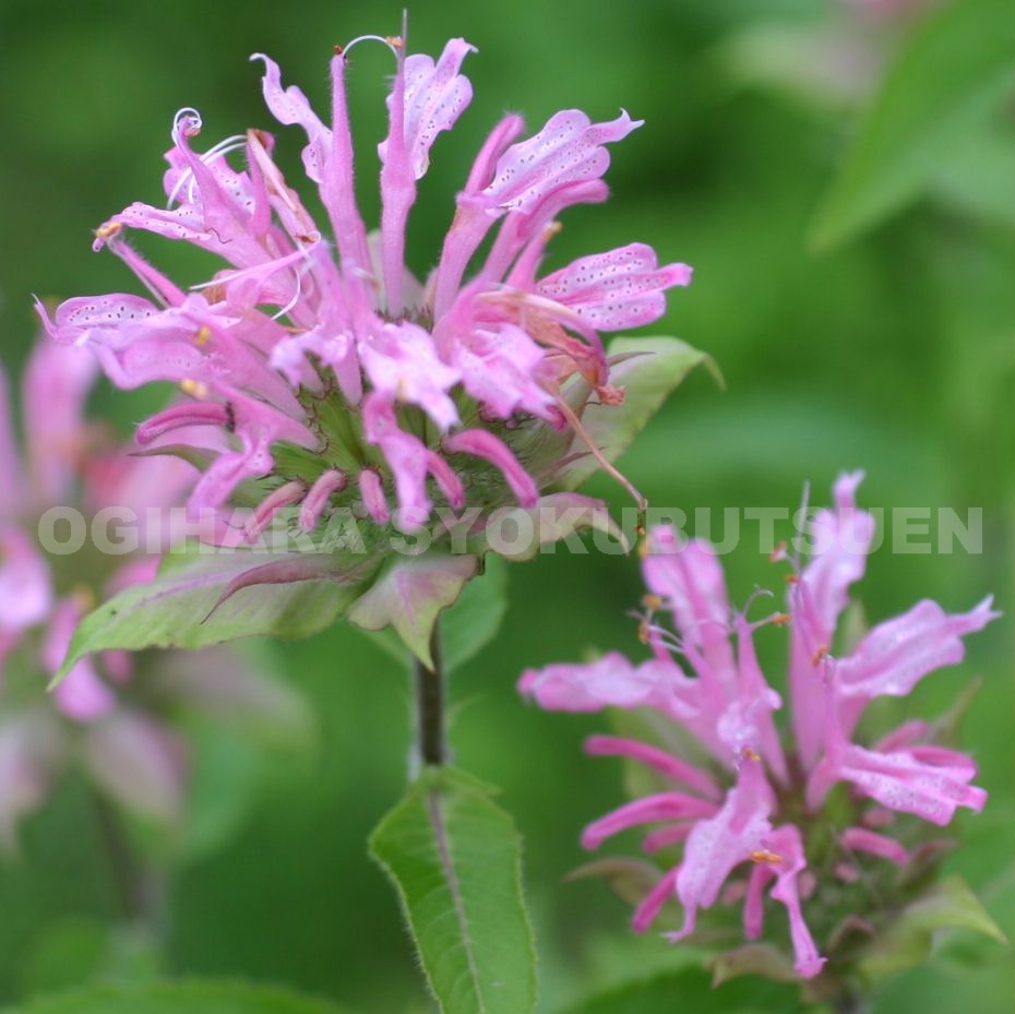 宿根草 モナルダ ピンク 宿根草 モナルダ ピンク