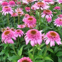 宿根草 エキナセア ‘バタフライ キッス’ 宿根草 エキナセア ‘バタフライ キッス’