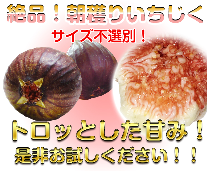 無花果!馬場さん家の朝穫りいちじくわけありご家庭用2パック入り!2個以上ご注文で送料無料!朝収穫した生イチジクをその日のうちに出荷【新鮮】【いちぢく】【イチヂク】