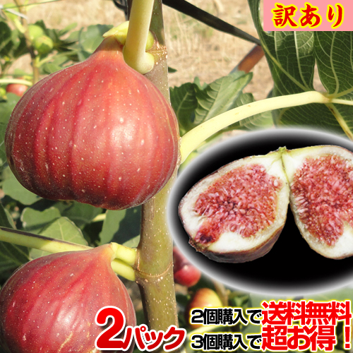 激安価格の 無花果名産地全国第2位 和歌山のイチジクもぎたて生のみずみずしさとほどよい甘み 2個以上ご注文で送料無料 無花果 馬場さん家の朝穫りいちじくわけありご家庭用2パック入り 朝収穫した生イチジクをその日のうちに出荷 integrateja.eu 人気ブランドを 激安価格の 無花果名産地全国第2位 和歌山のイチジクもぎたて生のみずみずしさとほどよい甘み 2個以上ご注文で送料無料 無花果 馬場さん家の朝穫りいちじくわけありご家庭用2パック入り 朝収穫した生イチジクをその日のうちに出荷 integrateja.eu integrateja.eu