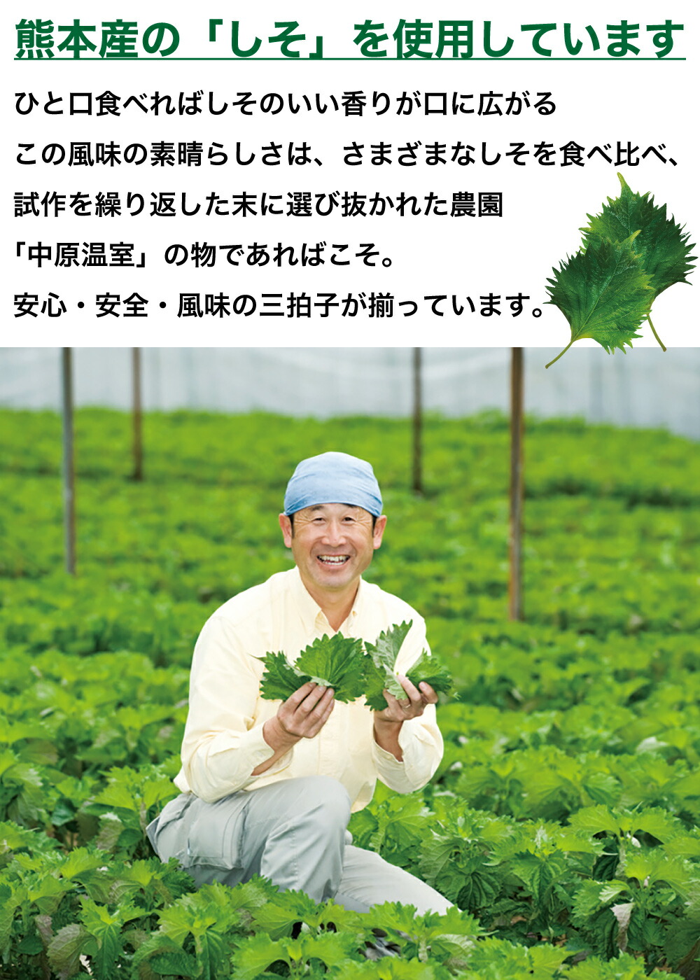 【新商品価格】しそチーズ巻10個