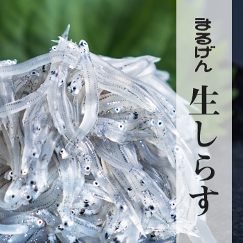 まるげん生しらす