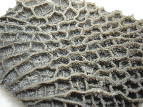 【国内発送】 イタリアンのトリッパなどに 羽後和牛 ハチノス1頭分 1kg前後 個体差あり integrateja.eu 2021年レディースファッション福袋特集 国内発送 イタリアンのトリッパなどに 羽後和牛 ハチノス1頭分 1kg前後 個体差あり integrateja.eu integrateja.eu